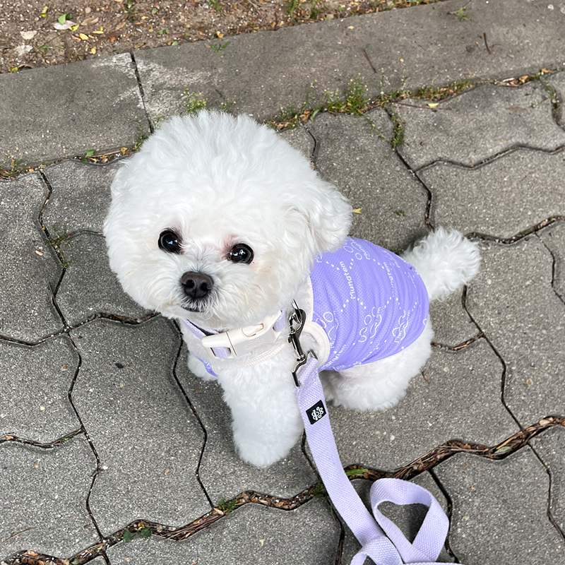 더운 여름 강아지에게 딱! 시원하고 편안한 쿨 조끼 추천