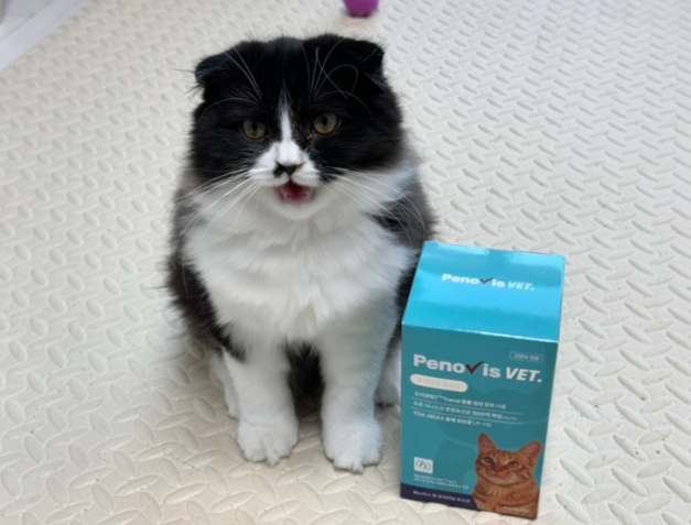 우리 고양이 건강을 위한 최고의 선택, 유산균과 영양제 이야기