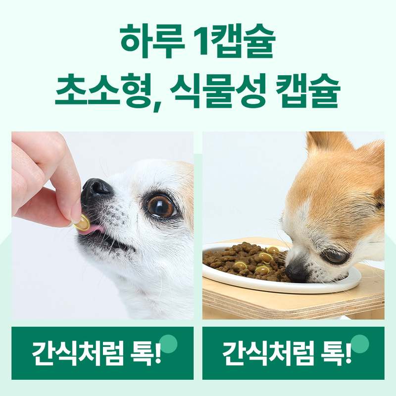 강아지 관절 건강, 이렇게 챙기면 좋아요! 쉽게 시작하는 관절 영양제 이야기