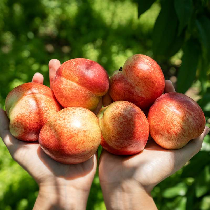 달콤하고 신선한 복숭아, 어떤 종류가 있을까?