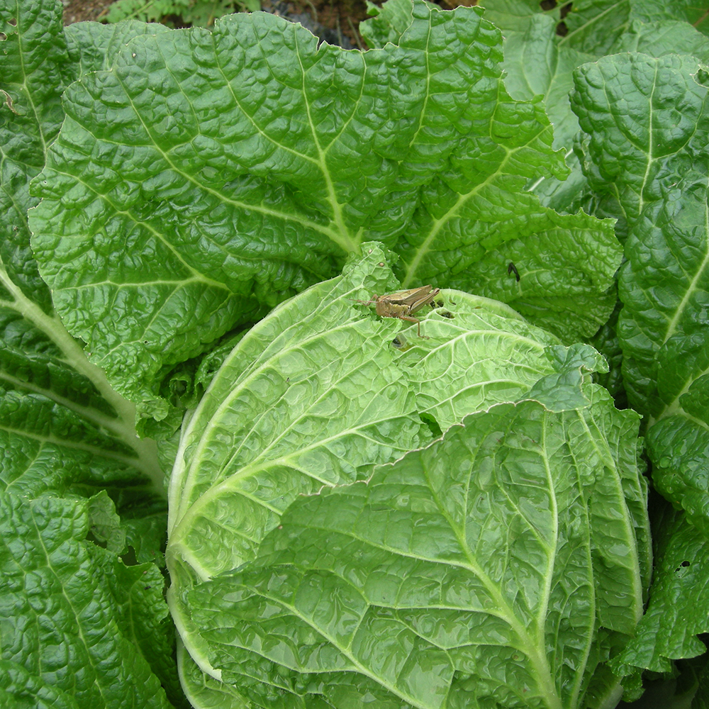 친근하게 즐기는 유기농 절임배추와 천일염, 농장에서 바로 만나요!