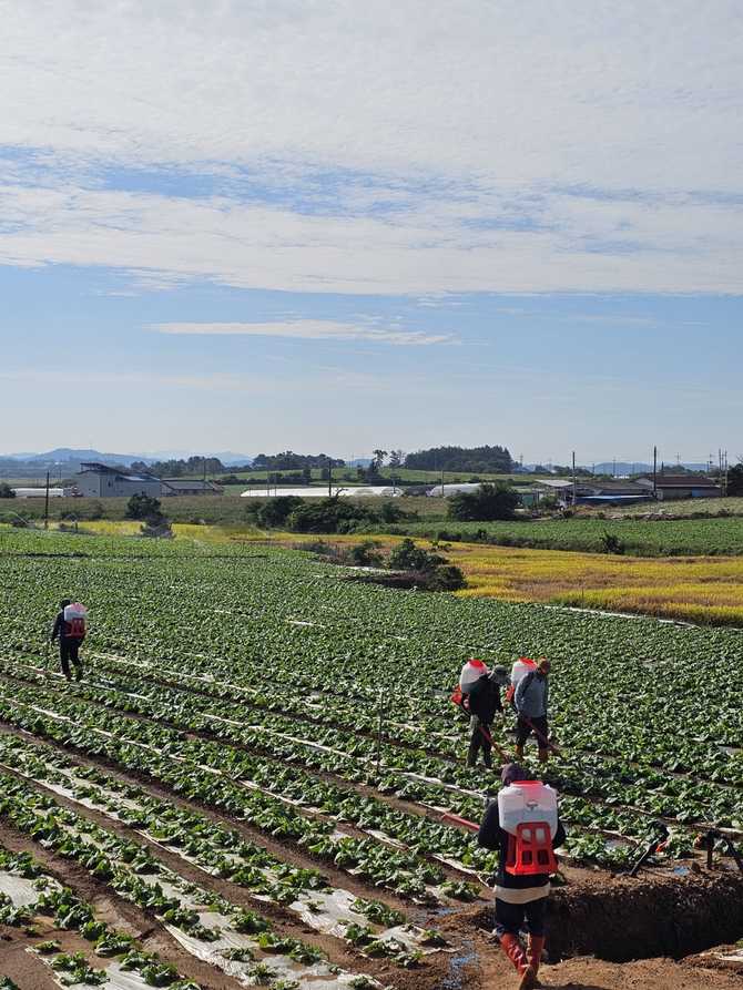 집에서 쉽게 김장 준비! 해남 GAP 절임배추 20kg으로 맛있게 담그기