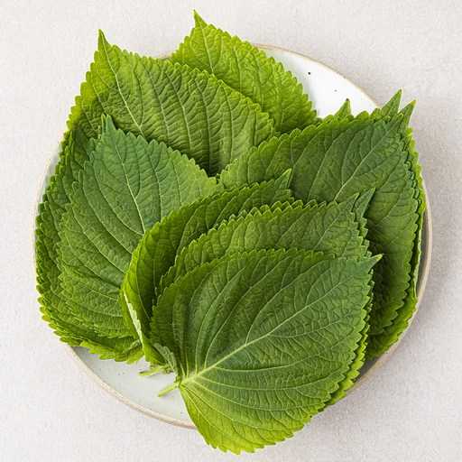 일상에서 건강과 요리를 더하는 국내산 깻잎, 이렇게 고르세요