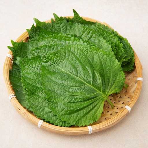 신선하고 건강한 밀양 깻잎, 이렇게 고르세요